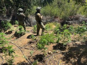 Carabineros decomisa más de 250 plantas de cannabis en Lolol y detiene a un sujeto por armas y municiones