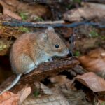Minsal declara alerta sanitaria por hantavirus desde Atacama a Magallanes, incluyendo O’Higgins img_6277