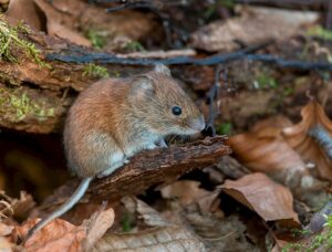 Minsal declara alerta sanitaria por hantavirus desde Atacama a Magallanes, incluyendo O’Higgins